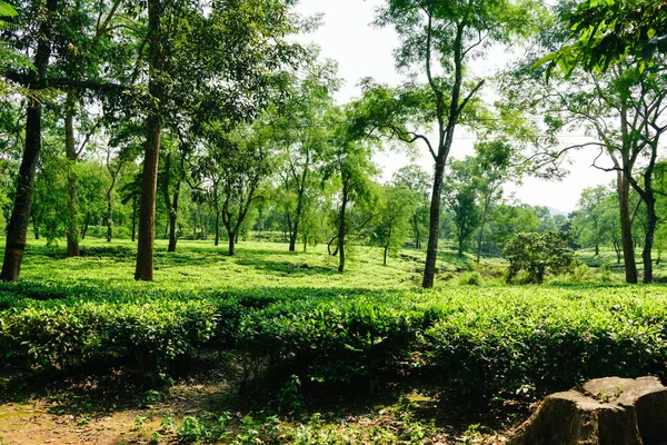 Tea plantation in Asam India. Landscape of the tea plantations. Tea plantation with blue sky in morning. Beautiful tea field. Fresh tea leaves in a tea farm. Rows of fresh tea leaves and tea bushes