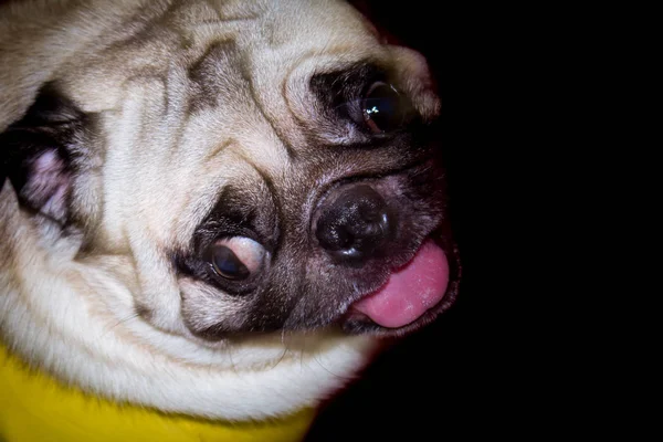 Bonito Fawn Colorido Bulldog Francês Fundo Preto Filhote Cachorro Buldogue — Fotografia de Stock