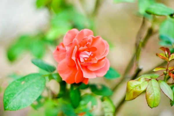 Close Beautiful One Red Rose Green Branch Rose Bud Garden — Stock Photo, Image