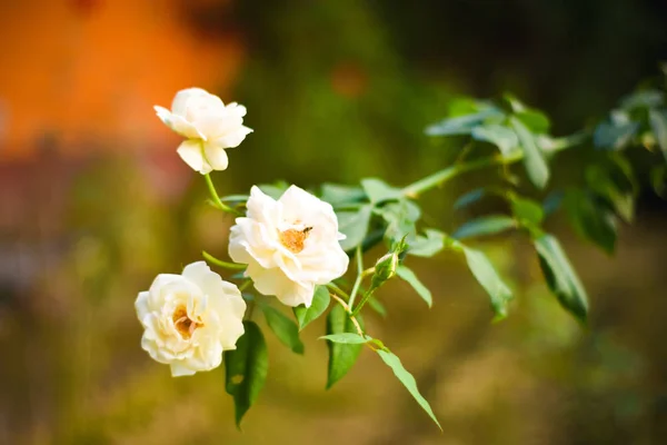 Feche Três Belas Rosa Branca Ramo Verde Rosas Botões Brancos — Fotografia de Stock