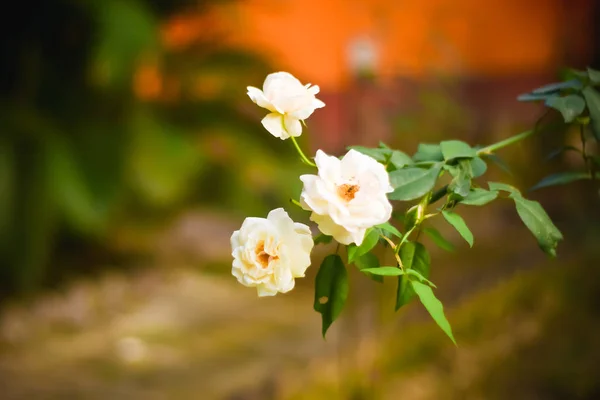 Feche Três Belas Rosa Branca Ramo Verde Rosas Botões Brancos — Fotografia de Stock
