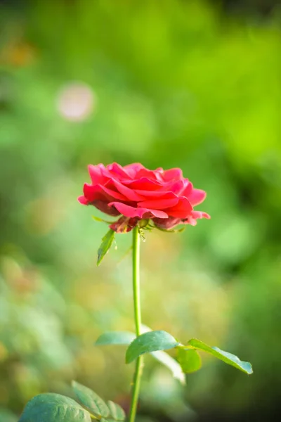 Close Beautiful One Red Rose Green Branch Rose Bud Garden — Stock Photo, Image