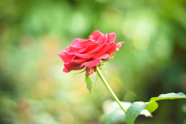 Close Beautiful One Red Rose Green Branch Rose Bud Garden — Stock Photo, Image