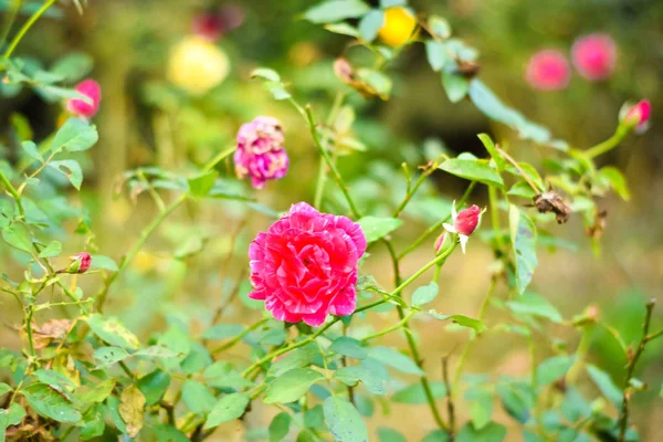 Närbild Vackra Många Röda Ros Grön Gren Rose Och Bud — Stockfoto