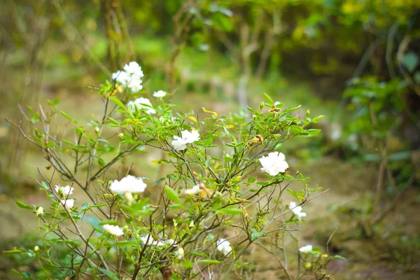 Nahaufnahme Schön Viele Weiße Blumen Auf Grünem Zweig Weiße Rose — Stockfoto