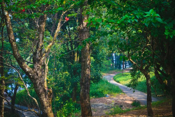 Yeşil Ormandaki Yol Pislik Yolu Ürkütücü Bataklık Meşesi Ağaçları Sisli — Stok fotoğraf