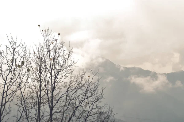 Dağ Zeminli Orman Ağaçları Ağaçların Arasındaki Dağların Kış Manzarası Spruce — Stok fotoğraf