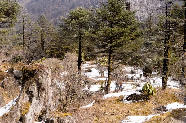 Landschaft Mit Tannenwäldern Die Winter Von Bergen Umgeben Sind Wintertannen — Stockfoto