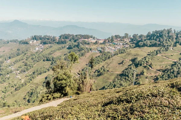 中部的风景被绿茶植物覆盖着 Sri Lanka Tour Photo 已在全世界广受欢迎 — 图库照片