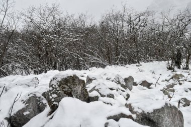 Arazide beyaz kar ve buz soğuk kışta orman ağaçlarında buz ve güneşli bir günde. Soğuk bir günde resim gibi ve muhteşem bir sahne. Himalayalar 'da kar altında toprağın güzelliğini keşfedin..