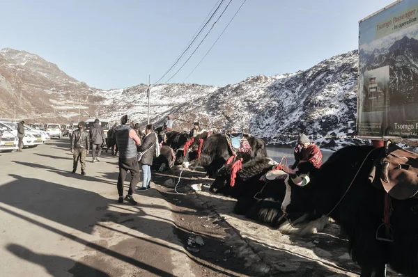 Gangtok, Doğu Sikkim, Hindistan, 1 Ocak 2019: Yak Tsomgo (Changu) Gölü yakınlarında duruyor. Hindistan Çin sınırındaki Nathula Geçidi yakınlarındaki Himalaya dağının tepesinde kutsal bir buzul gölüdür..