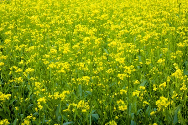 Panoramautsikt Över Blommande Oljefält Utsäde Vackra Landsbygden Rural Sommarlandskap Med — Stockfoto