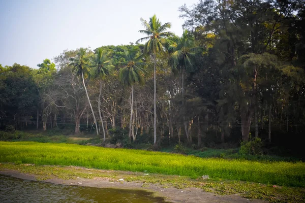 Bela Paisagem Rural Verão Com Campo Colza Florescente Rodeado Árvores — Fotografia de Stock