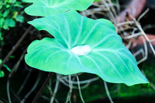 Goutte Pluie Sur Colocasia Esculenta Colocasia Antiquorum Schott Taro Feuilles — Photo