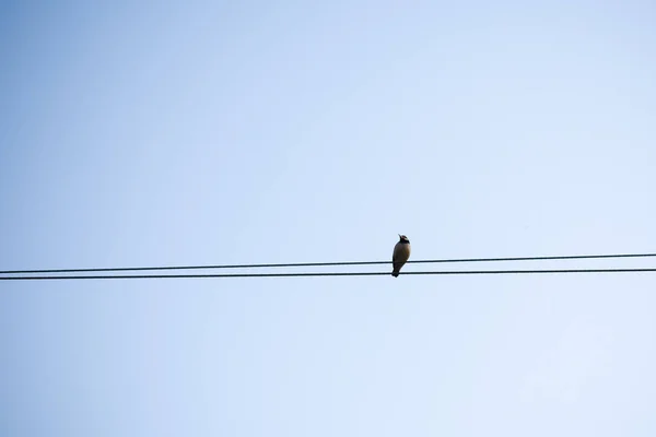 Мігруючий Птах Сидить Електричному Кабелі Птах Сидить Електричному Дроті Міському — стокове фото