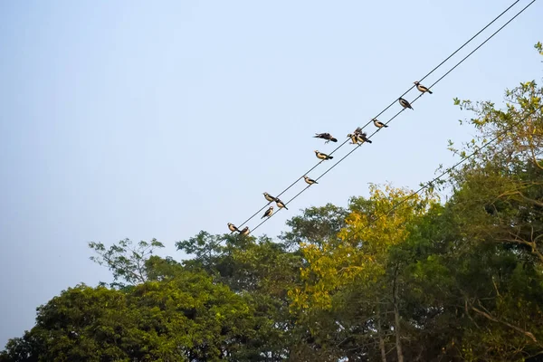 Muchos Gorriones Familia Pequeños Pájaros Paseriformes También Conocidos Como Verdaderos — Foto de Stock