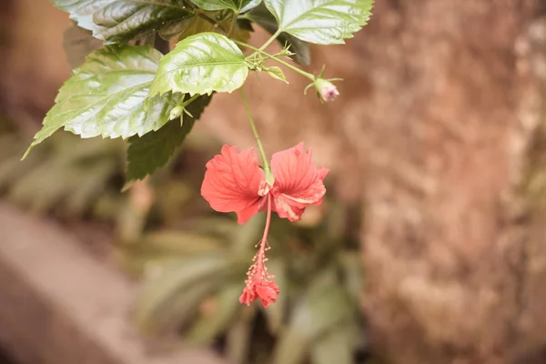 Chaba Blomma Hibiscus Rosa Sinensis Kinesisk Ros Röd Färg Hängande — Stockfoto