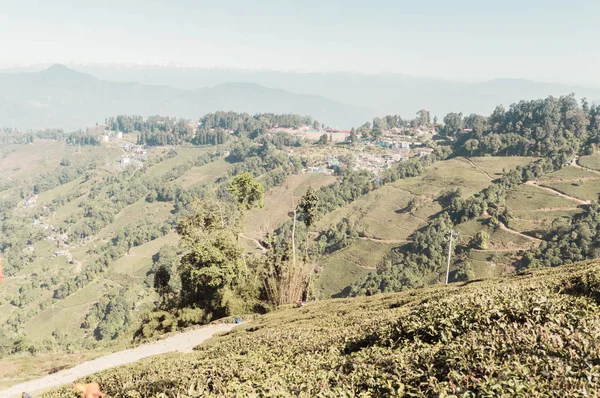 Krajobraz Płaskowyżu Plantacji Herbaty Cooch Behar Tea Garden Zachodni Bengal — Zdjęcie stockowe