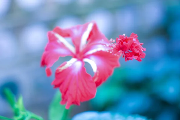 Eine Chaba Blume Hibiscus Rosa Sinensis Chinesische Rose Rote Farbe — Stockfoto
