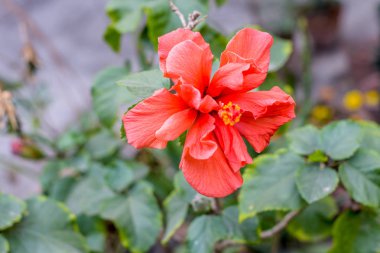 Bir Chaba çiçeği (Hibiscus rosa-sinensis) Çin gülü, kırmızı renk, sabah güneşi altında çiçek açar. Yeşil arka plandaki tropikal bahçede. Resmin sol tarafında metin için kopyalama alanı ile birlikte.