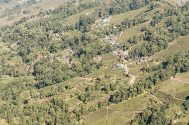 Darang Çay Bahçesi manzarası, Himachal Pradesh, Kuzey-Doğu Hindistan. Burada yedi aşamalı çay yapma süreci yuvarlanmayı, solmayı, mayalamayı, kurutmayı, süzmeyi, not vermeyi, lif çıkarmayı içeriyor.