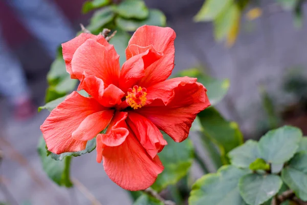 Chaba Blomma Hibiscus Rosa Sinensis Kinesisk Ros Röd Färg Blommar — Stockfoto