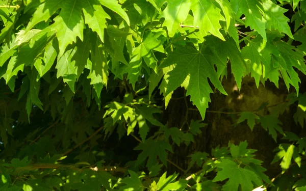 Zöld Levelei London Repülővel Platanus Hispanica Formája Természetes Mintás Háttérrel — Stock Fotó