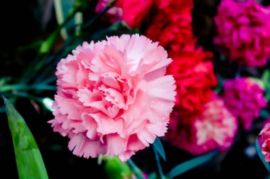Dianthus caryophyllus, karanfil veya karanfil pembesi, Dianthus cinsinin bir türüdür. Uzun ömürlü bir bitkidir. Karanfil İspanya, Monako ve Slovenya 'nın ulusal çiçeğidir..