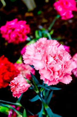 Dianthus caryophyllus, karanfil veya karanfil pembesi, Dianthus cinsinin bir türüdür. Uzun ömürlü bir bitkidir. Karanfil İspanya, Monako ve Slovenya 'nın ulusal çiçeğidir..