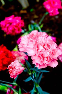 Dianthus caryophyllus, the carnation or clove pink is a species of Dianthus. It is an herbaceous perennial plant. The carnation is national flower of Spain, Monaco, and Slovenia. clipart