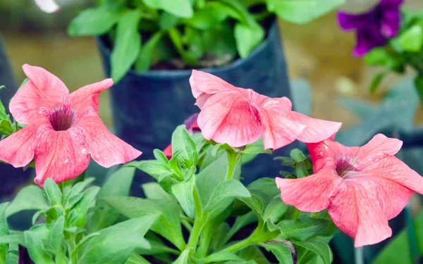 Petunie (Petunie x hybrida), květy ve tvaru trumpety a chlupaté listy, je rod čeledi Solanaceae, obvykle opylen hmyzem, je kvetoucí rostliny jihoamerického původu. — Stock fotografie