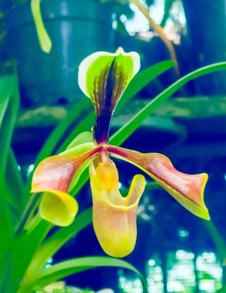 Orquídea de bolso de folhas duras (Paphiopedilum micranthum) comumente conhecida como Orquídea Chinelo de Prata ou Orquídea de Bolso. Floresce durante o final do inverno ao início do verão com uma flor por inflorescência. — Fotografia de Stock