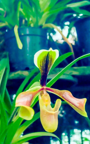 Orquídea de bolsillo de hoja dura (Paphiopedilum micranthum) comúnmente conocida como Orquídea de la zapatilla de plata o Orquídea de bolsillo. Florece a finales del invierno hasta principios del verano con una flor por inflorescencia. —  Fotos de Stock