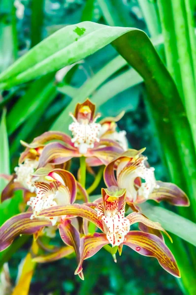 As flores da paixão, também chamado de Passiflora ou vinhas da paixão, é um gênero de plantas com flores, produzem flores vistosas com uma coroa distinta. São vinhas tendris, com arbustos ou árvores. — Fotografia de Stock