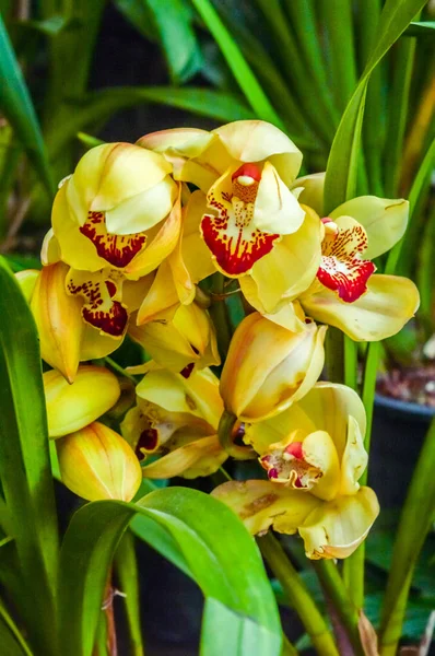 Fire Lily o Glory Lily también llamada lirio de llama, lirio gloriosa, lirio magnífico, lirio trepador, y lirio rastrero, una familia de plantas Gloriosa nativa de África tropical y meridional a Asia. —  Fotos de Stock