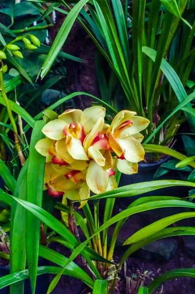 Fire Lily o Glory Lily también llamada lirio de llama, lirio gloriosa, lirio magnífico, lirio trepador, y lirio rastrero, una familia de plantas Gloriosa nativa de África tropical y meridional a Asia. —  Fotos de Stock