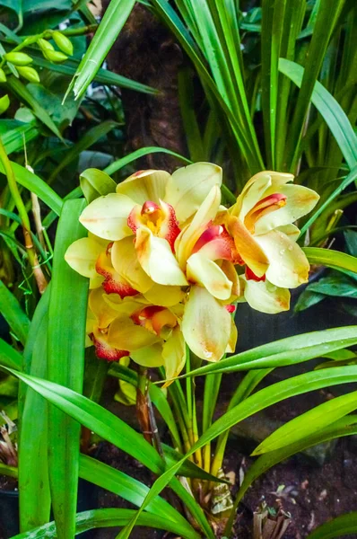 Lily fogo ou Glória Lily também chamado de lírio chama, lírio gloriosa, lírio soberbo, lírio escalada, e lírio rastejante, uma família de plantas Gloriosa nativa na África tropical e do sul para a Ásia. — Fotografia de Stock