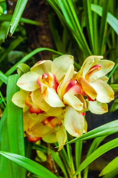 Lily fogo ou Glória Lily também chamado de lírio chama, lírio gloriosa, lírio soberbo, lírio escalada, e lírio rastejante, uma família de plantas Gloriosa nativa na África tropical e do sul para a Ásia. — Fotografia de Stock