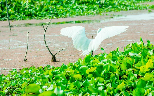 A Beautiful white Swan or Cygnus bird flapping its wings on the lake field with floating aquatic plant in Kumarakom Bird Sanctuary, Kerala. — Stock Photo, Image