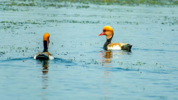 Une paire de Pochard à aigrettes (Netta rufina) nageant dans une rangée sur le refuge d'oiseaux du lac Chilka, Odisha, Inde. — Photo
