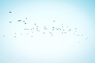 Gökyüzünde uçan bir kuş sürüsü. Bulutlar ve uçan kuşlarla dolu yaz gökyüzü. Harika resimli yerler. Doğa soyut mutlu arka plan dokusu. Özgürlüğün ve özgürlüğün sembolü. Bhigwan, Maharashtra
