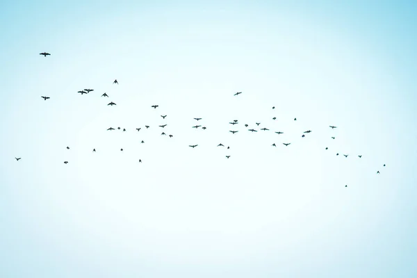 Gökyüzünde uçan bir kuş sürüsü. Bulutlar ve uçan kuşlarla dolu yaz gökyüzü. Harika resimli yerler. Doğa soyut mutlu arka plan dokusu. Özgürlüğün ve özgürlüğün sembolü. Bhigwan, Maharashtra