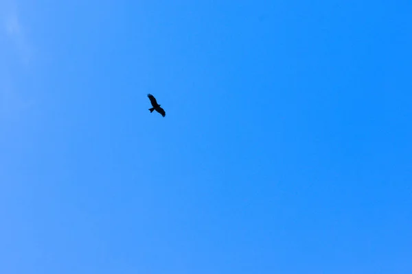 Pájaro gaviota en vuelo en el cielo azul brillante luz del sol fondo en Pangot, un pequeño pueblo en Uttarakhand, India. Símbolo de libertad y libertad. Espacio de copia para texto en el lado derecho. — Foto de Stock