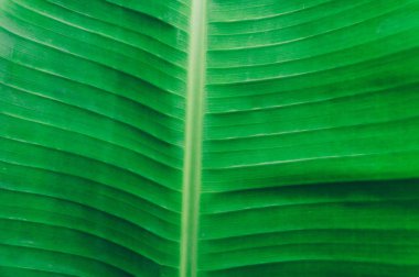 Soyut kibirli doku çizgileriyle yeşil muz yaprağı arkaplanının detaylı görüntüsünü kapat ve doğal desen oluştur. Metin veya görüntü arkaplan tasarımı için alan olarak tropikal orman kullanımının güneş ışığıyla aydınlık.