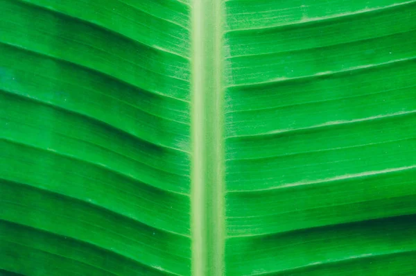 Close up detailed view of green banana leaf background with abstract vain texture lines form natural pattern. Bright lit by sunlight of tropical forest use as space for text or image backdrop design. — Stock Photo, Image
