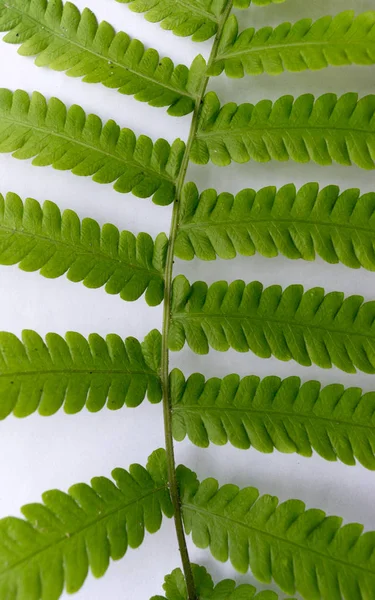 Gros plan du composé Feuilles vertes pennées, folioles en rangées, deux à l'extrémité. Fond blanc. Formation verticale. Texture abstraite vaine. Lumineux éclairé par la lumière du soleil. Utiliser comme espace pour le texte ou la toile de fond d'image. — Photo