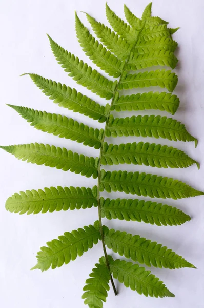 Gros plan du composé Feuilles vertes pennées, folioles en rangées, deux à l'extrémité. Fond blanc. Formation verticale. Texture abstraite vaine. Lumineux éclairé par la lumière du soleil. Utiliser comme espace pour le texte ou la toile de fond d'image. — Photo