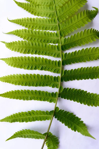 Close up of Compound Pinnate green leaves, leaflets in rows, two at tip. White background. Vertical formation. Abstract vain texture. Bright lit by sunlight. Use as space for text or image backdrop. — Stock Photo, Image