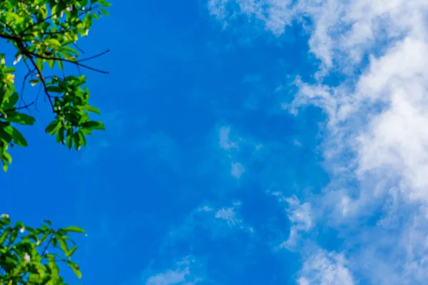 웹 스프링 정글 프레임 배너입니다. 푸른 흰색 하늘, 흰 구름에 대한 녹색 잎. 햇빛이 들어오고 있습니다. 현실적인 그림 파라다이스입니다. 크리스마스 장식 배경입니다. 오른쪽에 있는 공간 복사. — 스톡 사진
