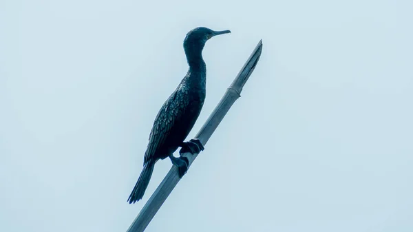 Cormorán de doble cresta (Phalacrocorax auritus), un ave pescadora negra mate en Kumarakom- Bird- Sanctuary. Popular en los lagos de ríos y áreas costeras de América del Norte, Islas en Alaska Florida México —  Fotos de Stock